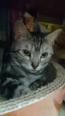 willeen0210's profile picture. リンクは墨染一色のショップです。