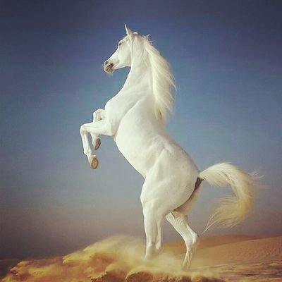‏ﻻ إله اﻻ الله محمد رسول الله