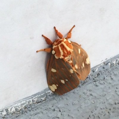 leo_the_lionn's profile picture. Just think positive.!