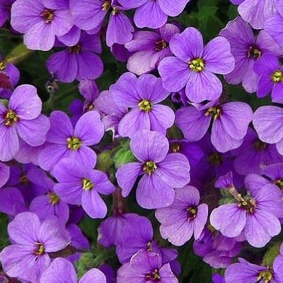 LesliePrass's profile picture. 