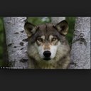 Heather Darnell - @sweeteas72 - Twitter