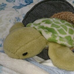 caramel_216's profile picture. ニホンイシガメ♀♂(2015/11、2016/10お迎え)と夫とカメパペット（その他大勢のぬいぐるみ）とのんきに暮らしてます。
外カメさんも大好き。
カメさん見たさにフォローをしておりますが、ご迷惑だったら教えてくださいね。