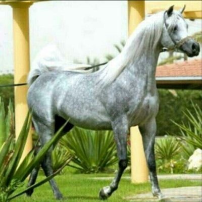 ‏‏اللهم اسالك حسن الخاتمه       (محلل)