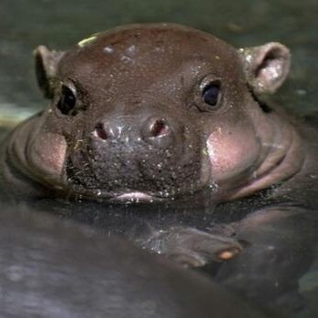 LWatermen's profile picture. 