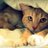 yua__911's profile image