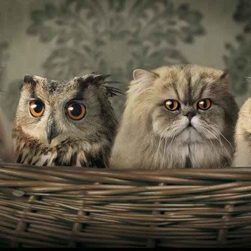 greenowl4's profile picture. just Relax, nothing else is more important than that