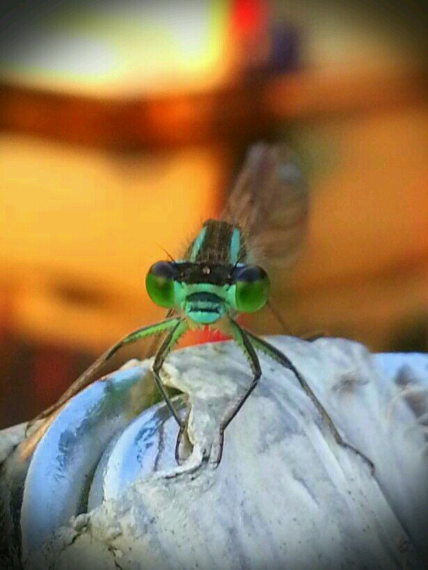 LillAcke's profile picture. 