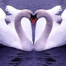 brak_nis's profile picture. 