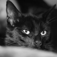 Astaldis (@astaldis) 's Twitter Profile Photo