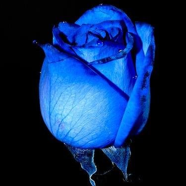 薔薇が好きなんです。本当に薔薇は　華やかで愛しい。よかったらRTお願いします