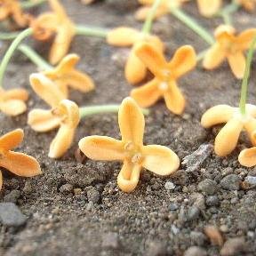 奈良公園に自生しているSeekerの中の植物