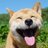 smilingdog's profile image