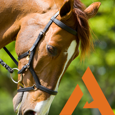 Providing natural, nutritional solutions for horses for over 30 years.