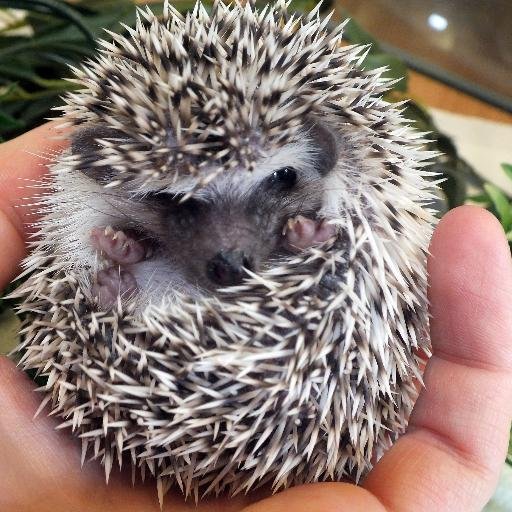 Specialist Breeder & Reptile Retailer located in central Cardiff, Wales, UK. Open 7 days a week!