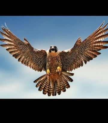 ‏من تابعني تابعته