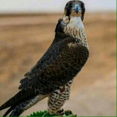 سعودي وافتخر