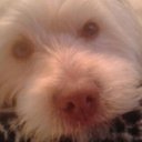 Marco Volpe - @volpemarko - Twitter