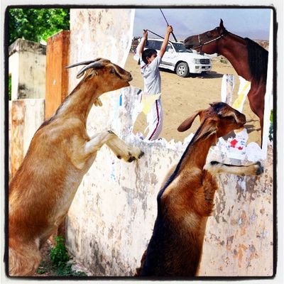 ‏‏‏عروض ‏‏لبيع وشراء الخيل العربية  ‏سعي علي المشتري  250 ريال يضمان البايع الي يوم الدين..لتواصل 0500601165 واتس اب الموقع غير مسؤل عن المعلومات