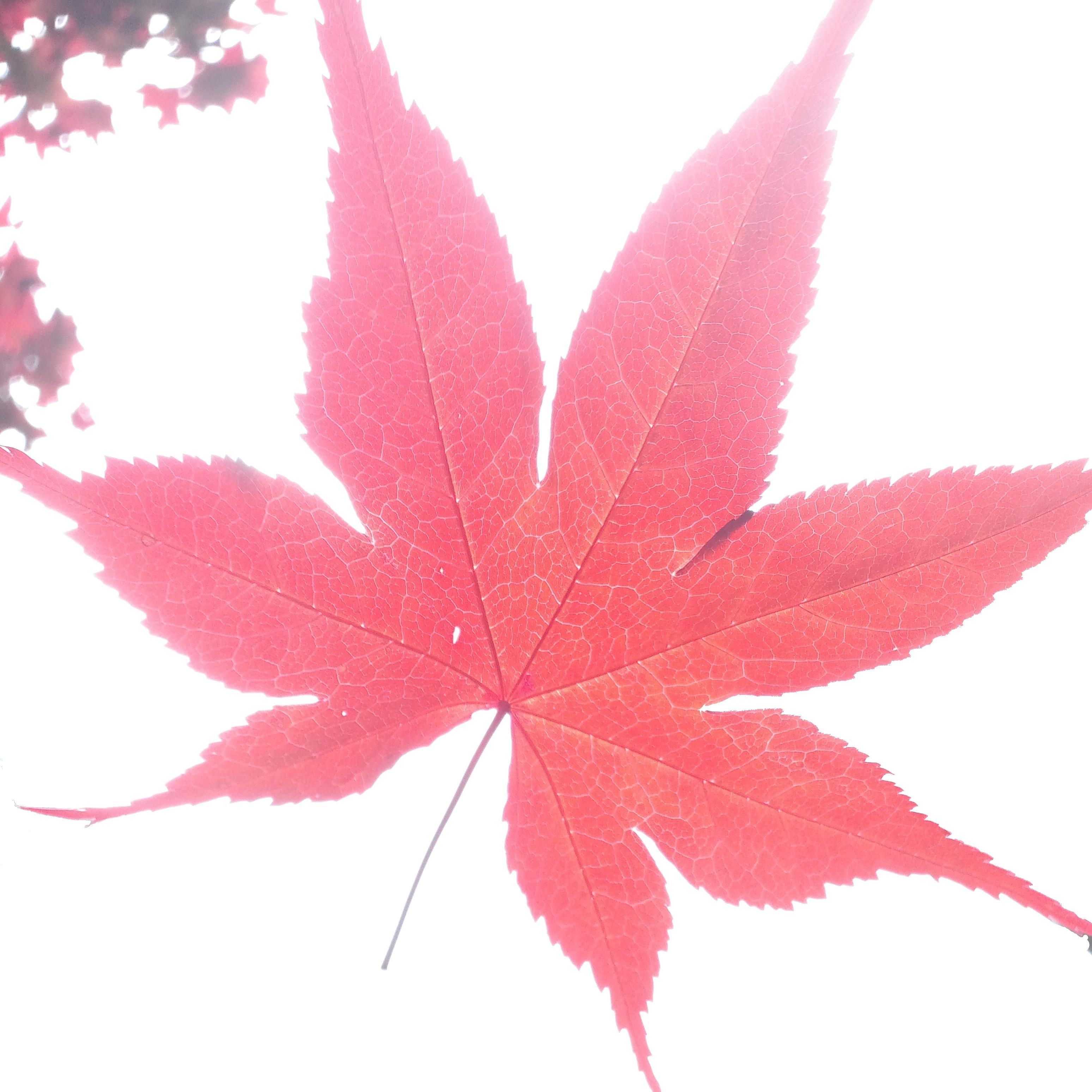 Maple_Landscape