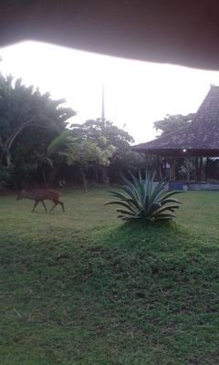 IlhanRafinza's profile picture. M.Ilhan Rafinza