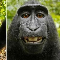ZooAcustiC (@zooacustic) 's Twitter Profile