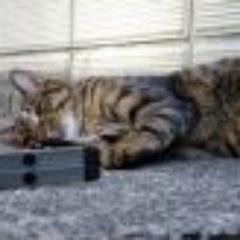 sakiogawa428's profile picture. 演劇と料理に挑戦中！！