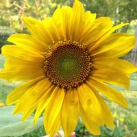 LCPS Science (@lcpsscience) 's Twitter Profile