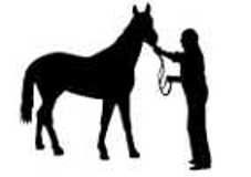 hippische's profile picture. Hippische Webshop alles voor paard, hond, kat en schaap. Benodigdheden voor stal en weiland