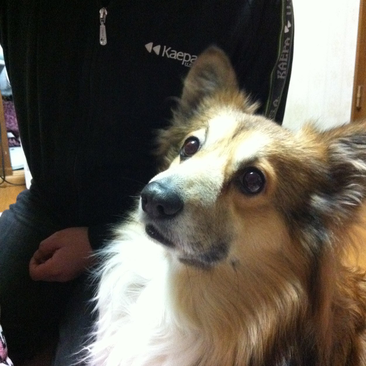 kotarrrro's profile picture. 大学生息子のかーちゃんです。 コーギーの小太郎♂(2018.4.6天使に任命)チワワのれおん♂がいます。岐阜大のROWINGのロースー大好き❤メルちゃん大好き💕