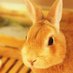 sato＠2/22タガネッコ発売 (@hiypapa1968) Twitter profile photo