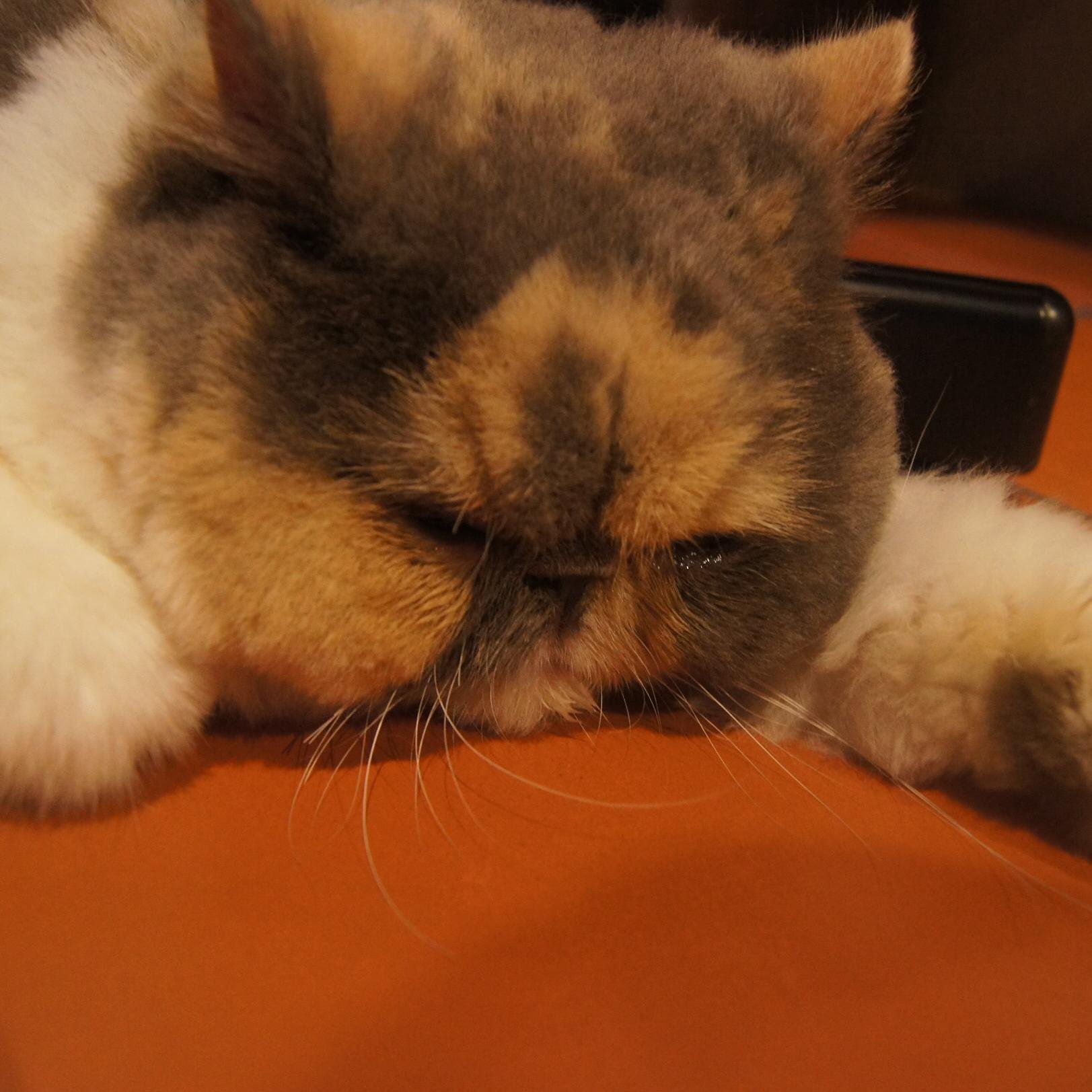 ねこのほっぺをふかふかする