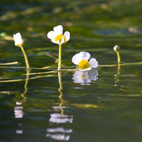 The Colne Catchment Action Network brings people together to explore better ways to protect, conserve and enhance the water environment of the Colne catchment.