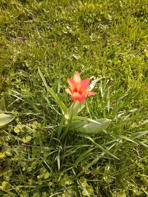 flowerLillyT's profile picture. Yeah so I am an incredibly weird person. I love art and to sing. And I am outgoing to a certain extent.