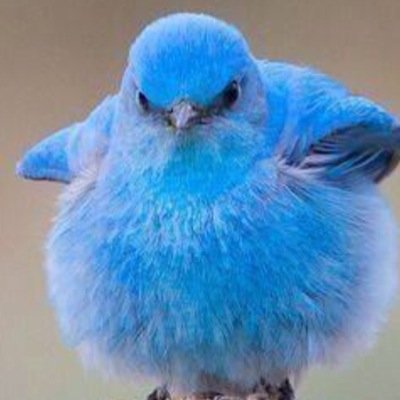 AnneKAtje's profile picture. Ben positief ingesteld, soms lukt dit niet en reageer dan hier op Twitter.