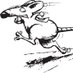 BUDE RATS (@buderats) Twitter profile photo BUDE RATS (@buderats) Twitter profile photo