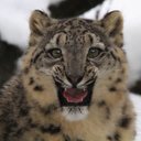 Frost Stuart Flint - @FrostWolfFlint - Twitter