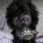 AntoineGelgon's profile image