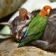 Caladonevans's profile picture. 