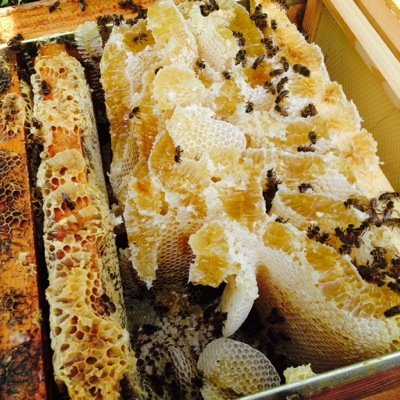 beesinthegarden's profile picture. 