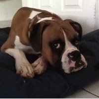 Christopher Welch (@ccw2912) 's Twitter Profile