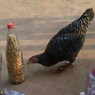 flexy2ky's profile picture. Strive after excellence and success will chase you pants down. #EnterprisingOlodo🤷‍♂️ #TechJunkie🧙🏾‍♂️ #Apple🧑🏽‍💻 #Kodi💥 #SuccessArmy🦾 (Eccl. 7:12)