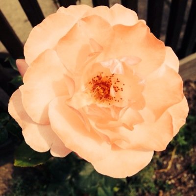 RosieNoren's profile picture. 