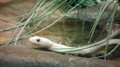 lebernix's profile picture. 