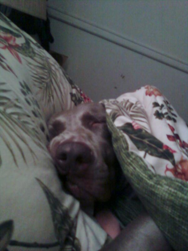 I am a 5 year old weimaraner who is loved by my family. I am also very spoiled. @ night I sleep under the blanktes with my head on a pillow. I love my life:)