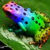 rainbow frog 🔜🐘 (@frograinbow) Twitter profile photo