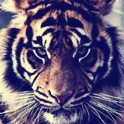 PrinceAbz Profile Picture