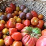 Family owned/operated farm located in Baltimore Co, MD. We're busy harvesting year round, with over 115 different crops, as well as grass-fed beef and poultry.