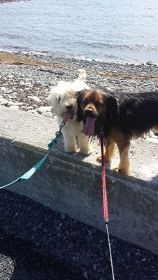 Two best friends who loves belly rubs and walks.Rocky ~ Cocker Spaniel.    
George~ Cockapoo.    
Instagram account: @rockyandgeorgethespaniels