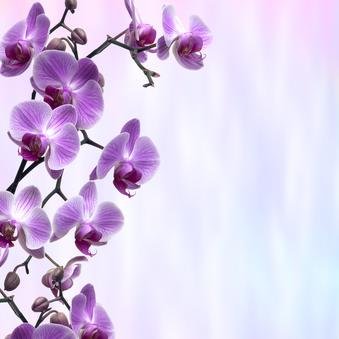 Beauty & Complementary Therapist & Neals Yard Remedies Independent Consultant