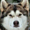 Adrian Horne - @Inuit1Horne - Twitter